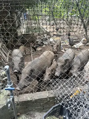 Bán nhà Hòa Khương, Hòa Vang – 500 m², 1 tầng, 5,2 tỷ – ảnh 6