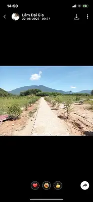 Bán nhà cấp 4 mặt tiền Hòa Phú, Hòa Vang – 22.000 m², 16,5 tỷ – ảnh 7
