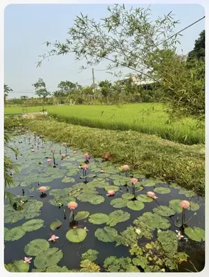 Bán nhà Trường Sa Duy Thành, Hội An – 399,6 m², 1 tầng, 2,65 tỷ – ảnh 9