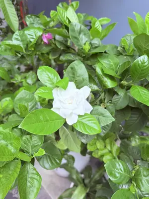 Bán đất Trưng Nữ Vương, Hải Châu – 185 m², 9,5 tỷ – ảnh 7
