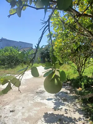 Bán đất Hòa Vang – 120 m², 1,3 tỷ – ảnh 2
