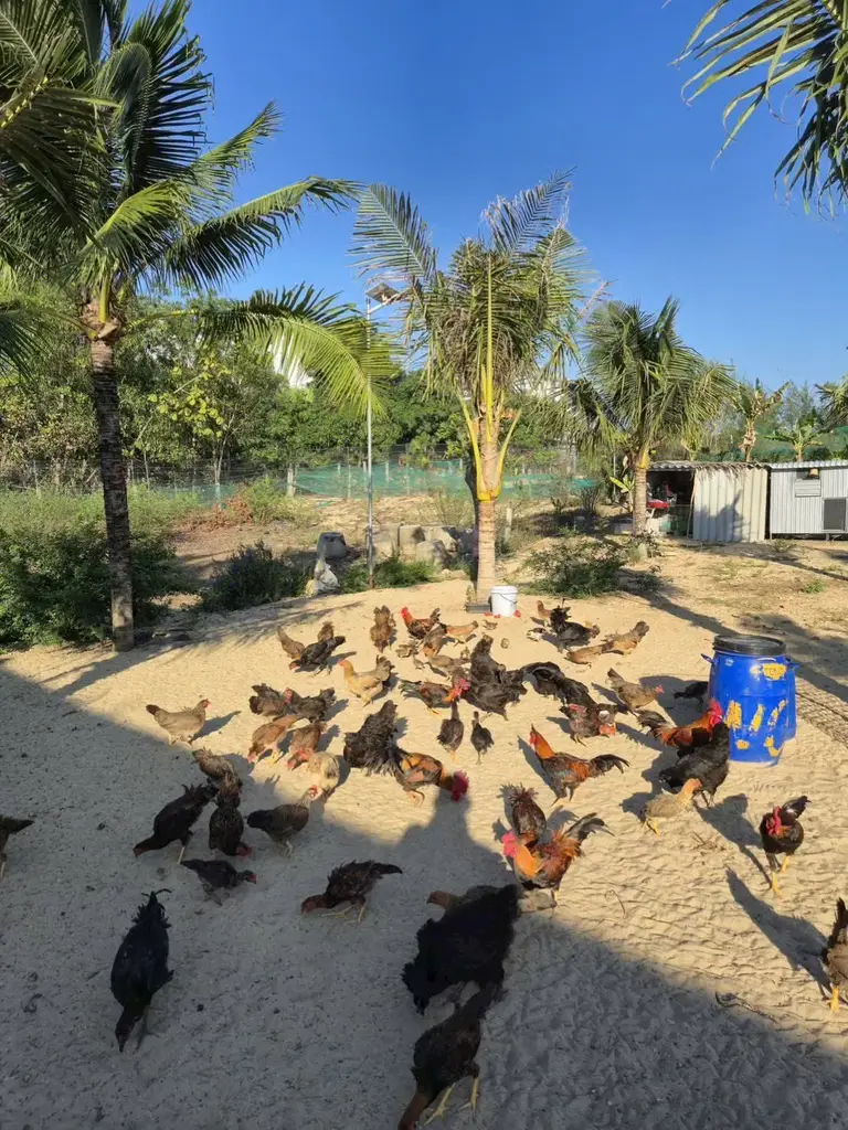 Bán đất Thôn Tân An Nam Hội An Biển Bình Minh, Quảng Nam (khu khác) – 160 m², 1,92 tỷ – ảnh 4