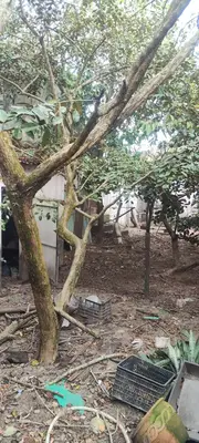 Bán nhà mặt tiền Nguyễn Tất Thành, Hội An – 1.600 m², 2 tầng, 35 tỷ – ảnh 5