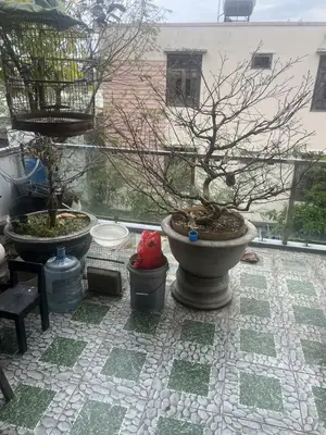 Bán nhà mặt tiền Phú Lộc 9, Liên Chiểu – 75 m², 3 tầng, 8,3 tỷ – ảnh 2