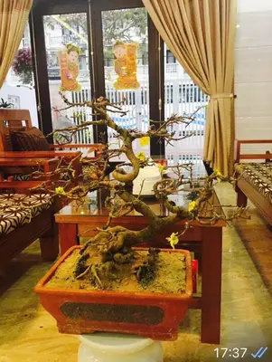 Bán nhà mặt tiền Đào Duy Từ, Hội An – 125 m², 3 tầng, 18 tỷ – ảnh 2