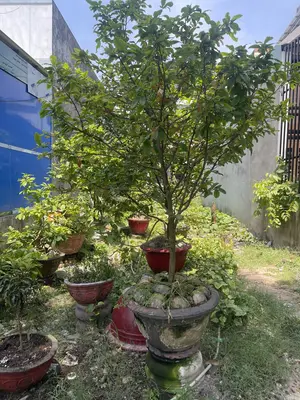 Bán đất Trần Tử Bình, Hòa Vang – 100 m², 5,45 tỷ – ảnh 2