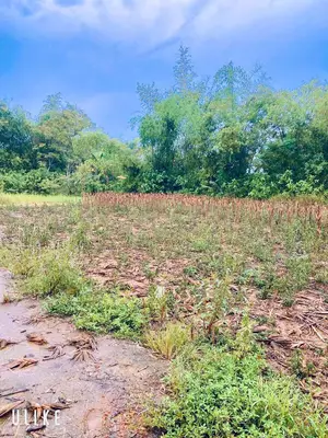 Bán đất Thôn La Bông, Hòa Vang – 100 m², 1,3 tỷ – ảnh 4