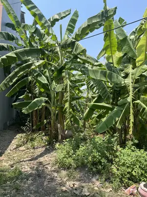 Bán đất mặt tiền Phạm Đức Nam, Ngũ Hành Sơn – 100 m², 5 tỷ – ảnh 4