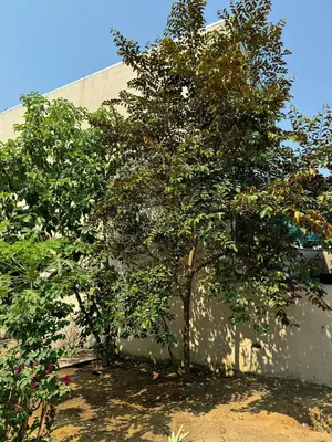 Bán đất mặt tiền Mỹ An, Ngũ Hành Sơn – 200 m², 26,5 tỷ – ảnh 3
