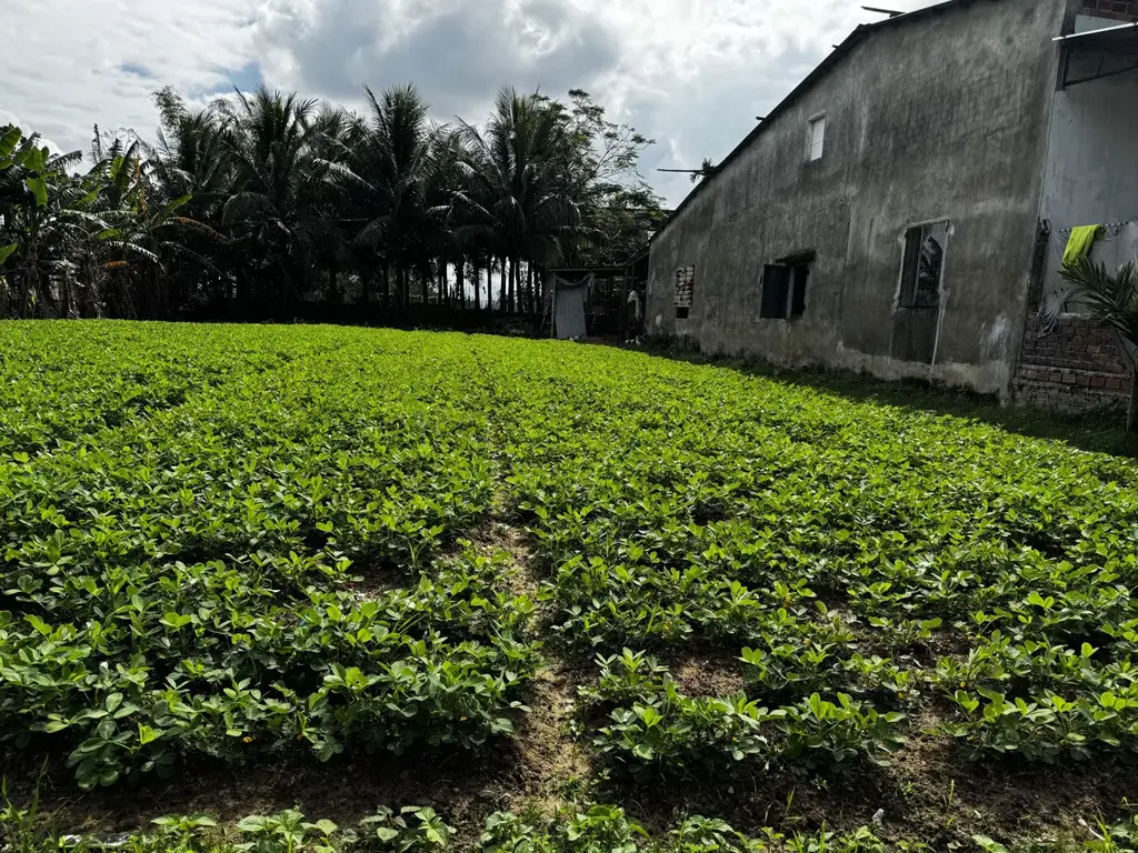 Bán đất Thôn Phú Mỹ xã Đại Hiệp Đại Lộc, Quảng Nam (khu khác) – 170 m², 750 triệu – ảnh 2