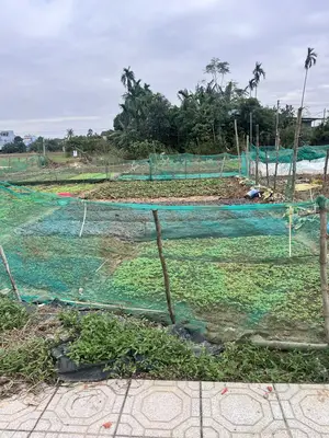 Bán đất Bồ Bồ, Điện Bàn – 101 m², 700 triệu