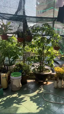 Bán nhà mặt tiền Phạm Văn Nghị, Thanh Khê – 61 m², 3 tầng, 17 tỷ – ảnh 4