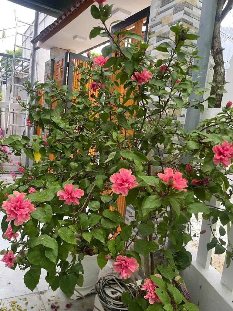 Bán nhà mặt tiền Hoàng Bình Chính, Ngũ Hành Sơn – 160,6 m², 2 tầng, 13,5 tỷ – ảnh 3