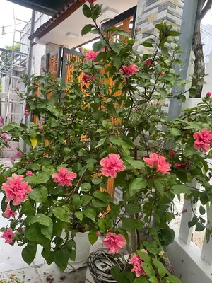 Bán nhà mặt tiền Hoàng Bình Chính, Ngũ Hành Sơn – 160,6 m², 2 tầng, 13,5 tỷ – ảnh 3