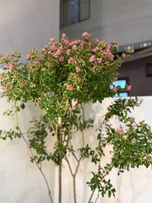 Bán nhà Hoàng Diệu, Hải Châu – 104 m², 2 tầng, 7,3 tỷ – ảnh 6