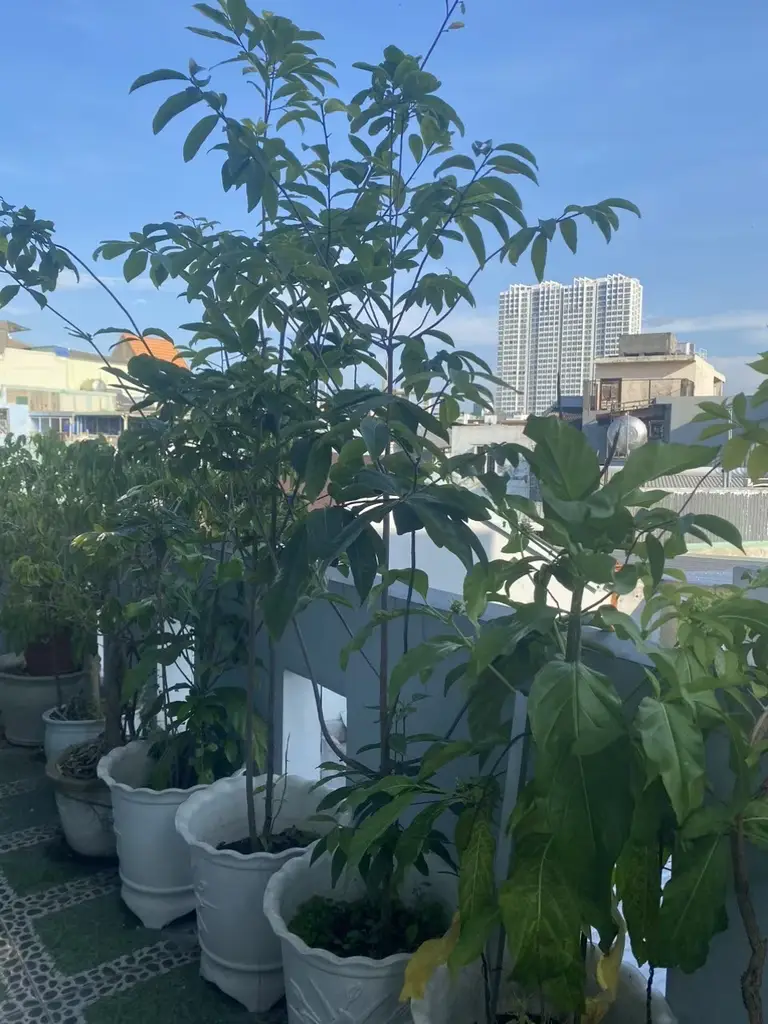 Bán nhà Kiệt Lý Thái Tổ, Thanh Khê – 102 m², 3 tầng, 6,2 tỷ – ảnh 2