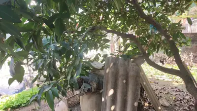 Bán đất mặt tiền XXXThôn Hà Nha xã Đại Đồng Đại Lộc, Quảng Nam (khu khác) – 102 m², 900 triệu – ảnh 3