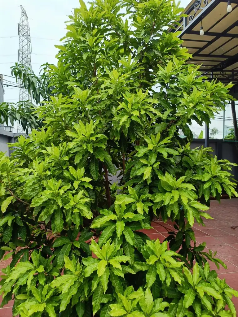Bán nhà DT602 – Âu Cơ, Hòa Vang – 468 m², 2 tầng, 6,4 tỷ – ảnh 2