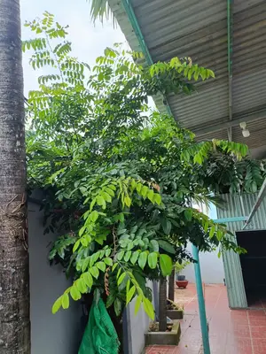 Bán nhà DT602 – Âu Cơ, Hòa Vang – 468 m², 2 tầng, 6,4 tỷ – ảnh 10