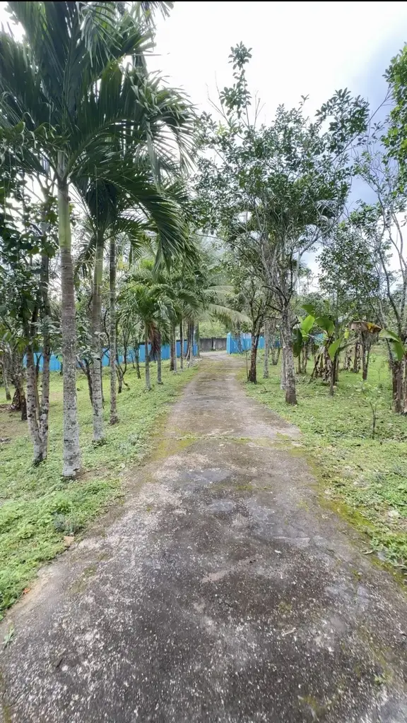 Bán đất Thôn Hòa Trung Hòa Ninh, Hòa Vang – 2.334 m², 6,95 tỷ – ảnh 4