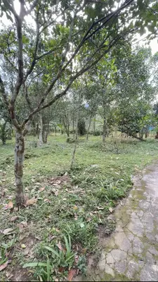 Bán đất Thôn Hòa Trung Hòa Ninh, Hòa Vang – 2.334 m², 6,95 tỷ – ảnh 6
