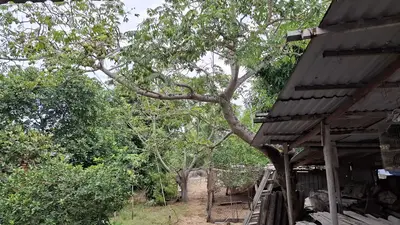 Bán nhà Nguyễn Tất Thành, Hội An – 840 m², 1 tầng, 17 tỷ – ảnh 3